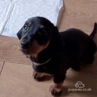 Dachshund (Standard & Miniature) - Dogs