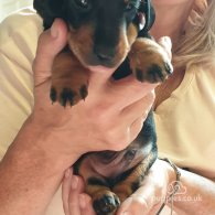 Dachshund (Standard & Miniature) - Dogs