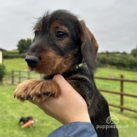 Dachshund (Standard & Miniature) - Dogs