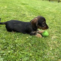 Dachshund (Standard & Miniature) - Dogs