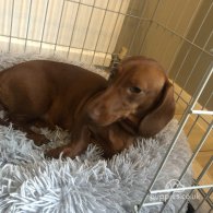 Dachshund (Standard & Miniature) - Dogs