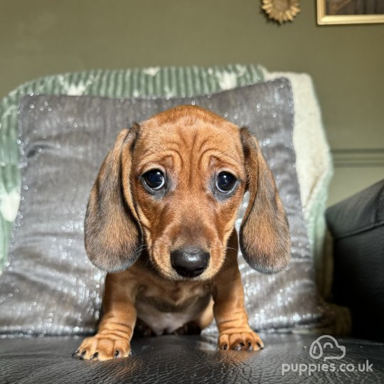 Dachshund (Standard & Miniature) - Bitches