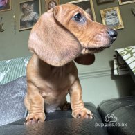 Dachshund (Standard & Miniature) - Bitches