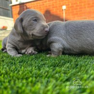 Dachshund (Standard & Miniature) - Dogs