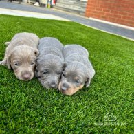 Dachshund (Standard & Miniature) - Dogs