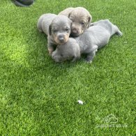 Dachshund (Standard & Miniature) - Dogs