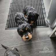 Dachshund (Standard & Miniature) - Both