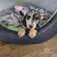 Dachshund (Standard & Miniature) - Both