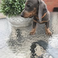 Dachshund (Standard & Miniature) - Dogs