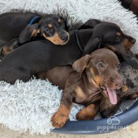 Dachshund (Standard & Miniature) - Dogs