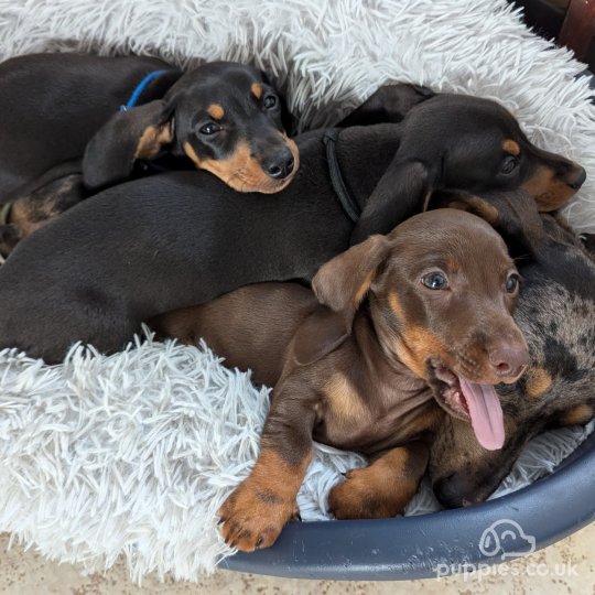 Dachshund (Standard & Miniature) - Dogs