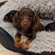 Dachshund (Standard & Miniature) - Dogs