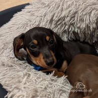 Dachshund (Standard & Miniature) - Dogs