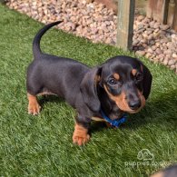 Dachshund (Standard & Miniature) - Dogs