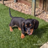 Dachshund (Standard & Miniature) - Dogs