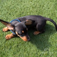 Dachshund (Standard & Miniature) - Dogs