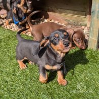 Dachshund (Standard & Miniature) - Dogs