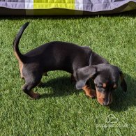 Dachshund (Standard & Miniature) - Dogs