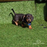 Dachshund (Standard & Miniature) - Dogs