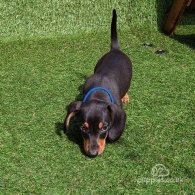 Dachshund (Standard & Miniature) - Dogs