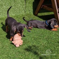 Dachshund (Standard & Miniature) - Dogs