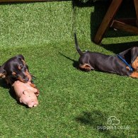 Dachshund (Standard & Miniature) - Dogs