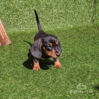 Dachshund (Standard & Miniature) - Dogs