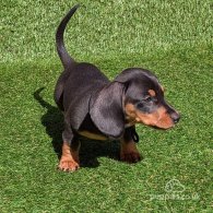 Dachshund (Standard & Miniature) - Dogs