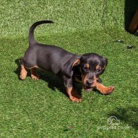 Dachshund (Standard & Miniature) - Dogs