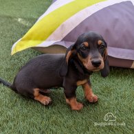 Dachshund (Standard & Miniature) - Dogs