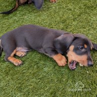 Dachshund (Standard & Miniature) - Dogs