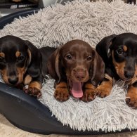 Dachshund (Standard & Miniature) - Dogs