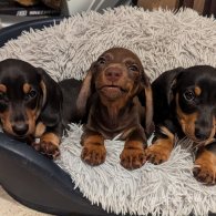 Dachshund (Standard & Miniature) - Dogs