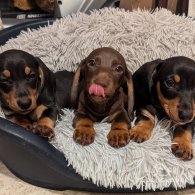 Dachshund (Standard & Miniature) - Dogs