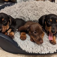 Dachshund (Standard & Miniature) - Dogs