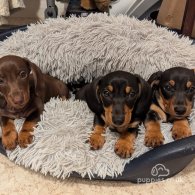 Dachshund (Standard & Miniature) - Dogs