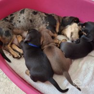 Dachshund (Standard & Miniature) - Dogs