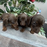 Dachshund (Standard & Miniature) - Both