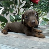 Dachshund (Standard & Miniature) - Both