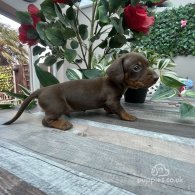 Dachshund (Standard & Miniature) - Both