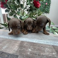 Dachshund (Standard & Miniature) - Both