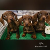 Dachshund (Standard & Miniature) - Both