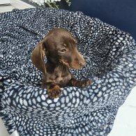 Dachshund (Standard & Miniature) - Both