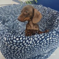 Dachshund (Standard & Miniature) - Both