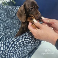 Dachshund (Standard & Miniature) - Both