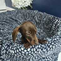 Dachshund (Standard & Miniature) - Both