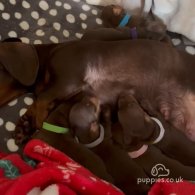 Dachshund (Standard & Miniature) - Both