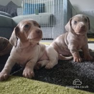 Dachshund (Standard & Miniature) - Both