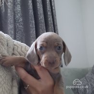 Dachshund (Standard & Miniature) - Both