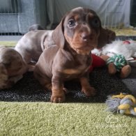 Dachshund (Standard & Miniature) - Both